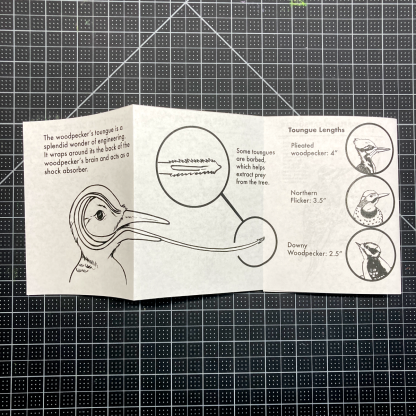 Wondrous Woodpeckers Accordion Fold Zine - Image 2